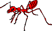 SITE-10-67-INSECTES04.png