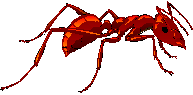 SITE-10-67-INSECTES05.png