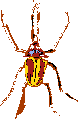 SITE-10-67-INSECTES06.png